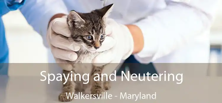 Spaying and Neutering Walkersville - Maryland