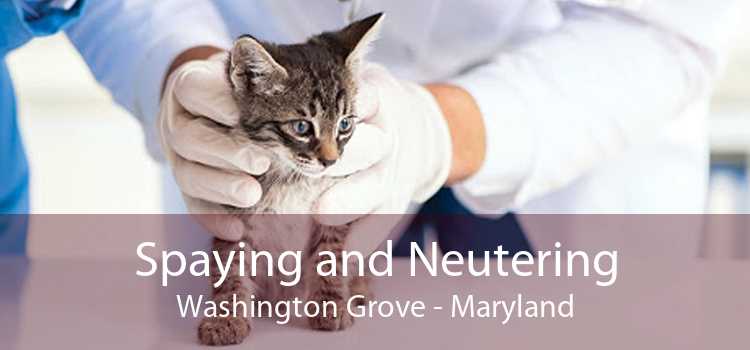 Spaying and Neutering Washington Grove - Maryland