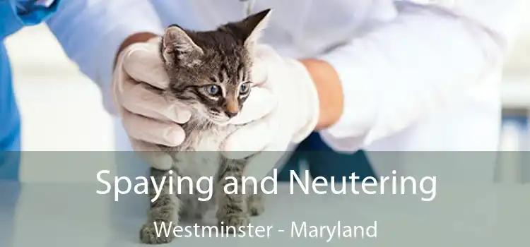 Spaying and Neutering Westminster - Maryland