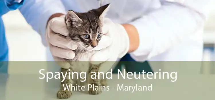 Spaying and Neutering White Plains - Maryland