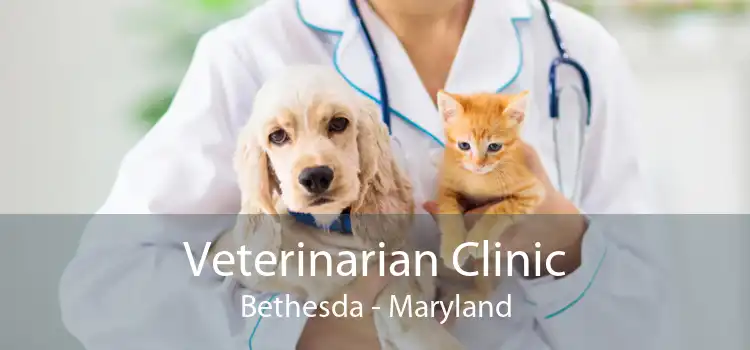 Veterinarian Clinic Bethesda - Maryland