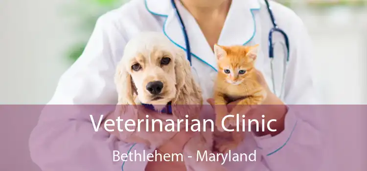 Veterinarian Clinic Bethlehem - Maryland