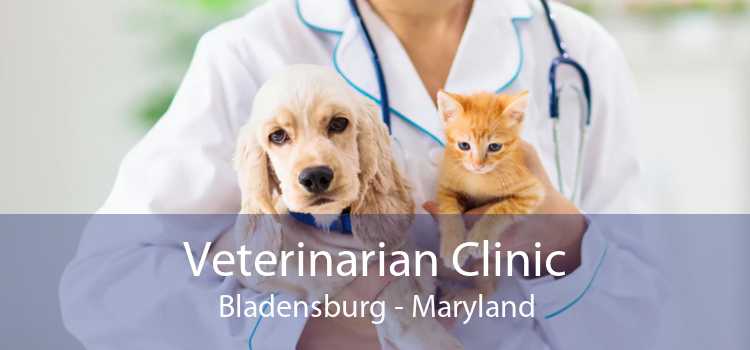Veterinarian Clinic Bladensburg - Maryland