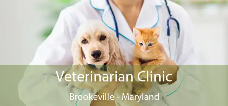 Veterinarian Clinic Brookeville - Maryland