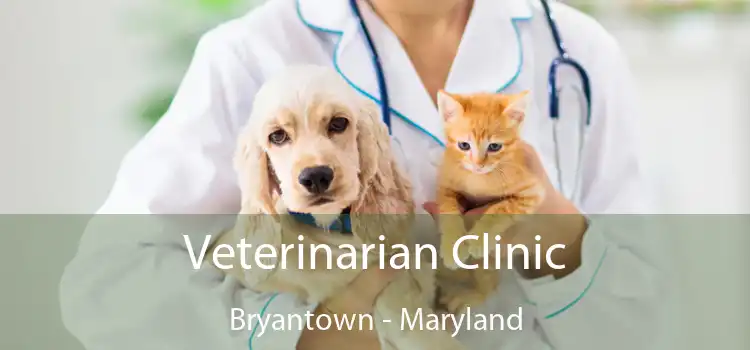 Veterinarian Clinic Bryantown - Maryland