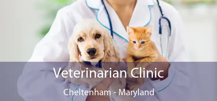 Veterinarian Clinic Cheltenham - Maryland