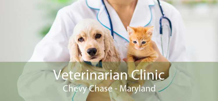 Veterinarian Clinic Chevy Chase - Maryland