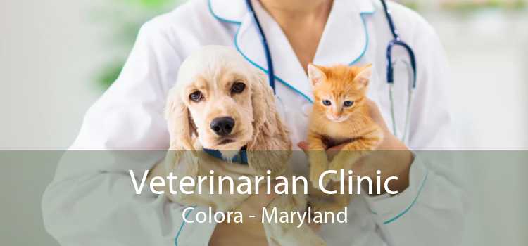 Veterinarian Clinic Colora - Maryland