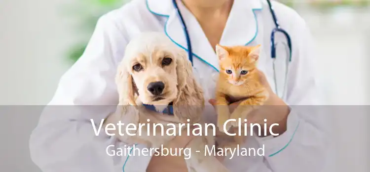 Veterinarian Clinic Gaithersburg - Maryland