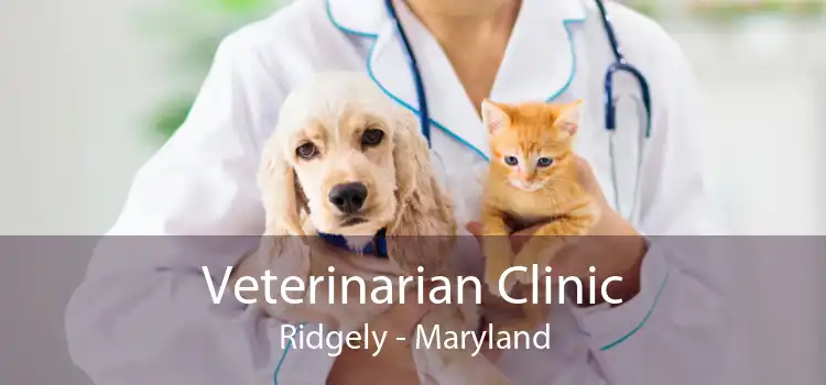 Veterinarian Clinic Ridgely - Maryland