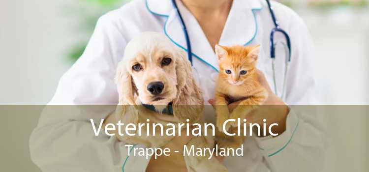 Veterinarian Clinic Trappe - Maryland
