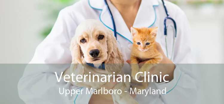 Veterinarian Clinic Upper Marlboro - Maryland