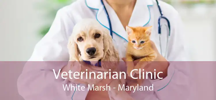 Veterinarian Clinic White Marsh - Maryland