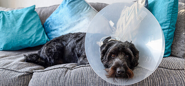 animal hospital nutritional consulting Spaying And Neutering inÂ Pikesville