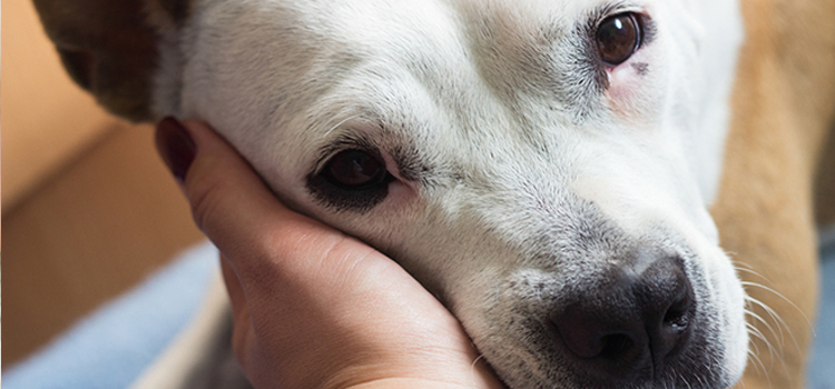 animal hospital nutritional guidance in Conyers