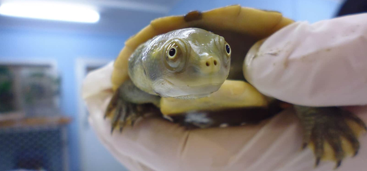 Reptile Vet - 24 Hour Reptile Vet Near Me