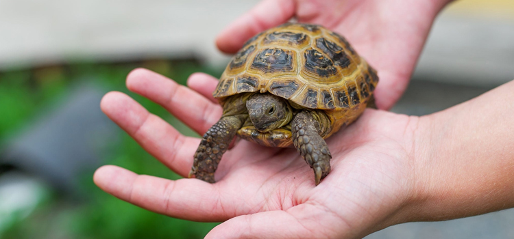 animal hospital nutritional guidance in Brooklyn