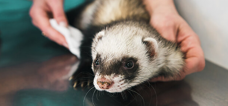 animal hospital nutritional guidance in Perryman